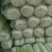 北京三号大白菜大量上市