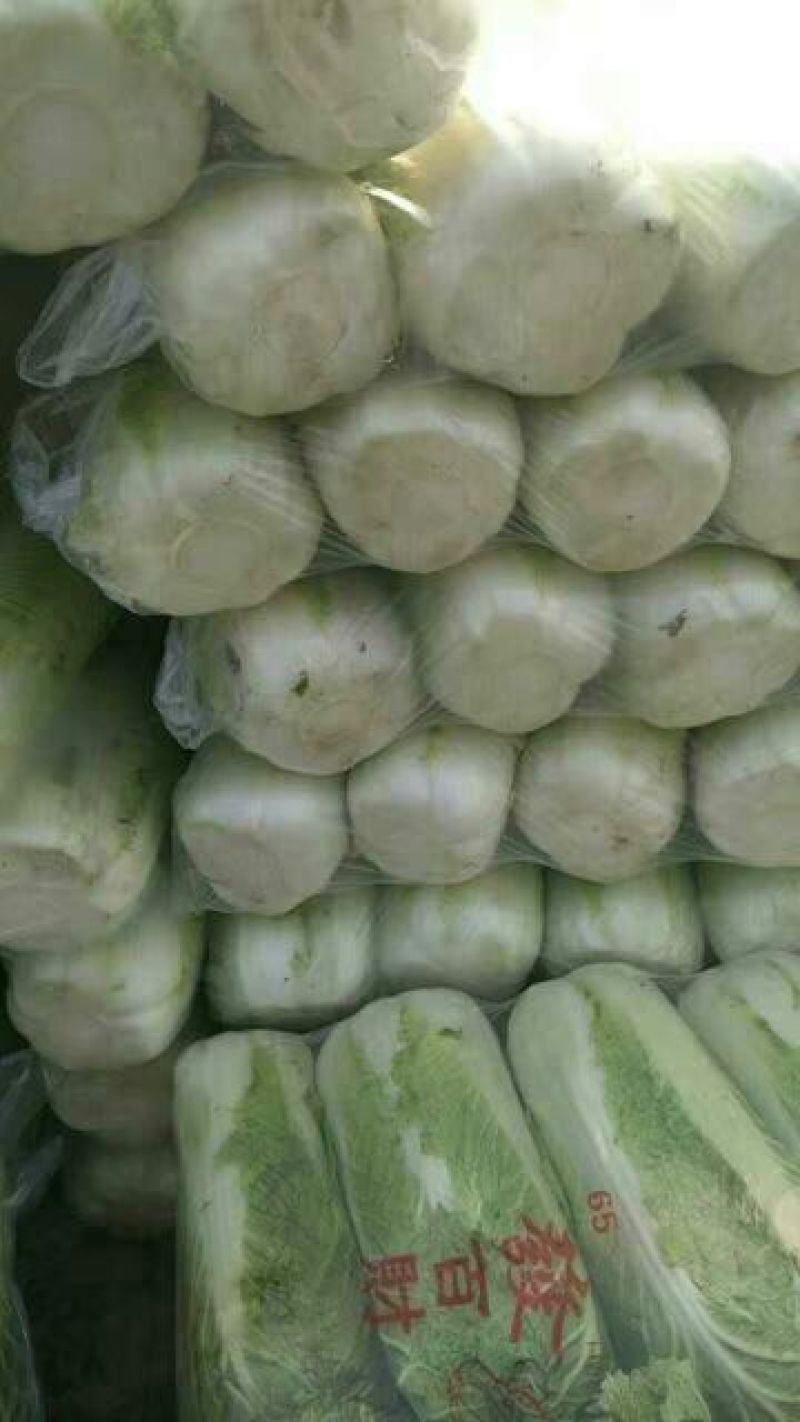 北京三号大白菜大量上市