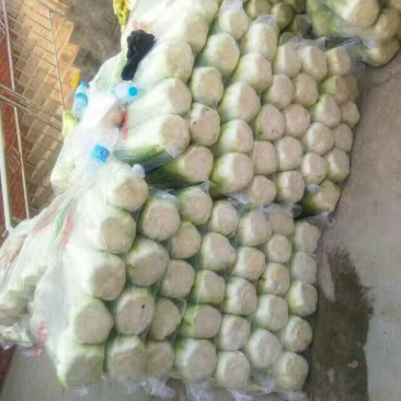 北京三号大白菜大量上市