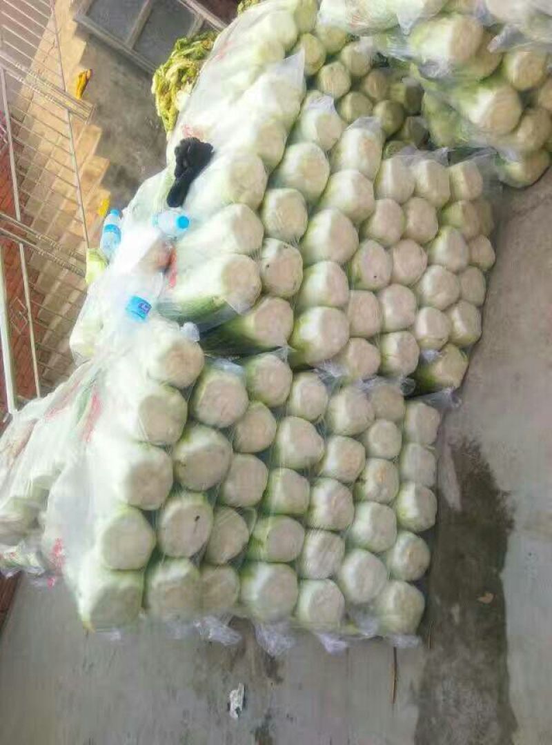 北京三号大白菜大量上市
