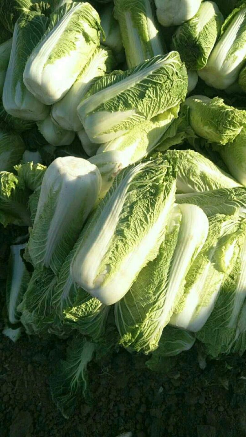 北京三号大白菜大量上市