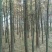 水杉12~14cm10~12cm4米以上
