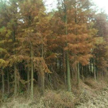 水杉12~14cm10~12cm4米以上