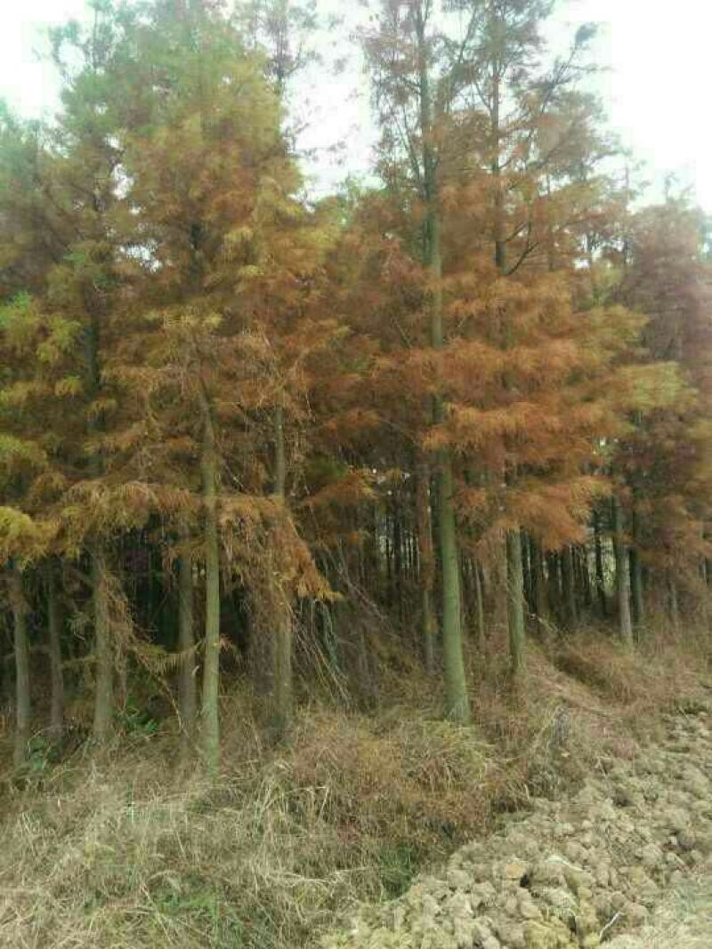 水杉12~14cm10~12cm4米以上