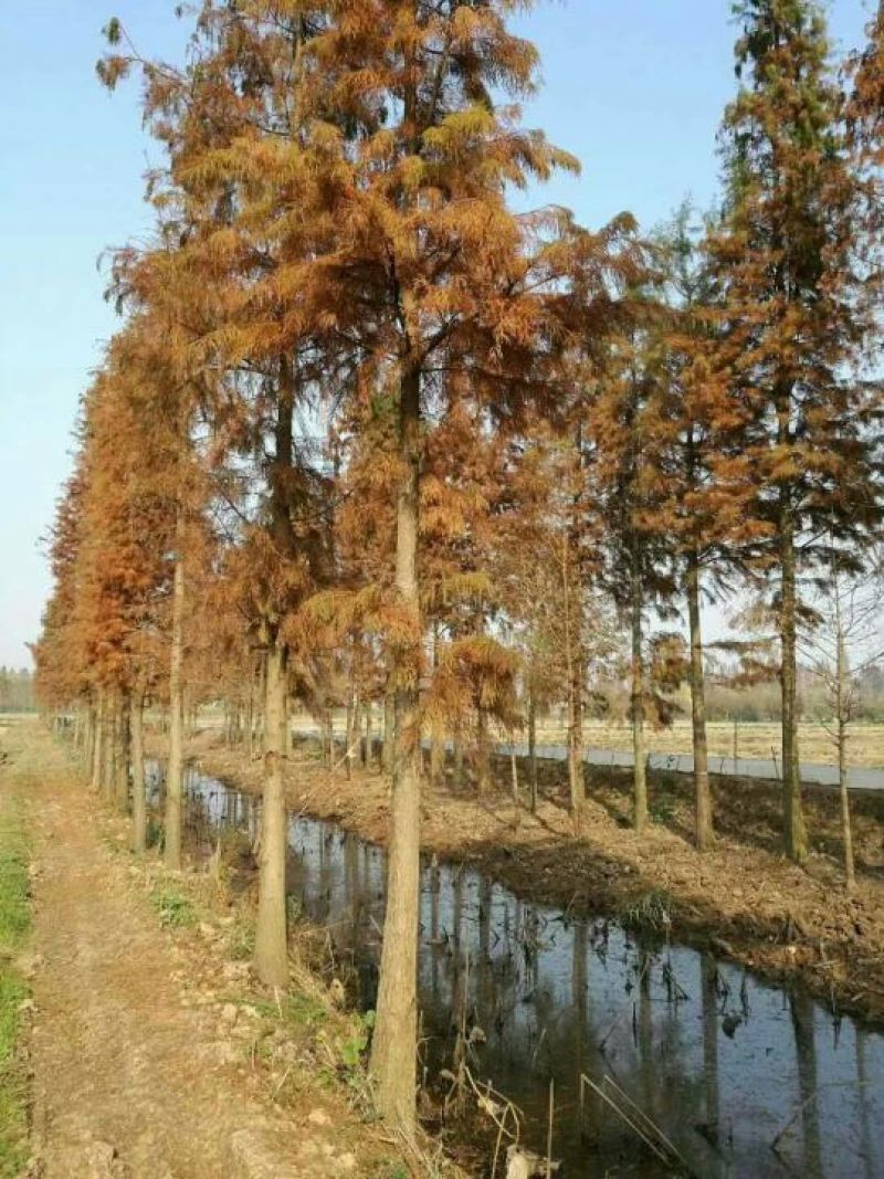 水杉12~14cm10~12cm4米以上