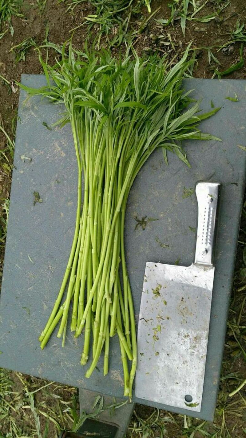 自己种的精品芦篙大量上市