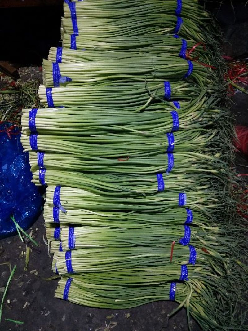 金乡红毛蒜薹热销中一吨起批常年有货代发各地