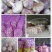 金乡优质大蒜混级统货干蒜供应各地市场