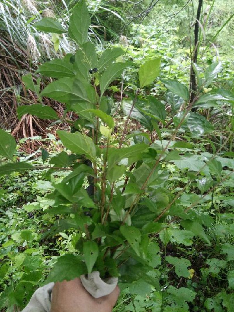 豆腐树