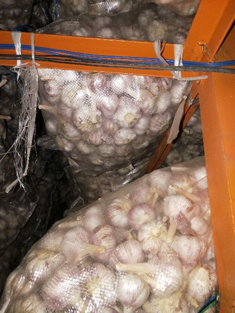 金乡紫皮大蒜大量有货产地供应可加工各种包装质量保证