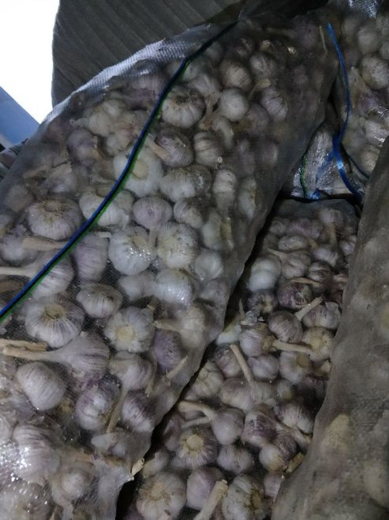 金乡紫皮大蒜大量有货产地供应可加工各种包装质量保证