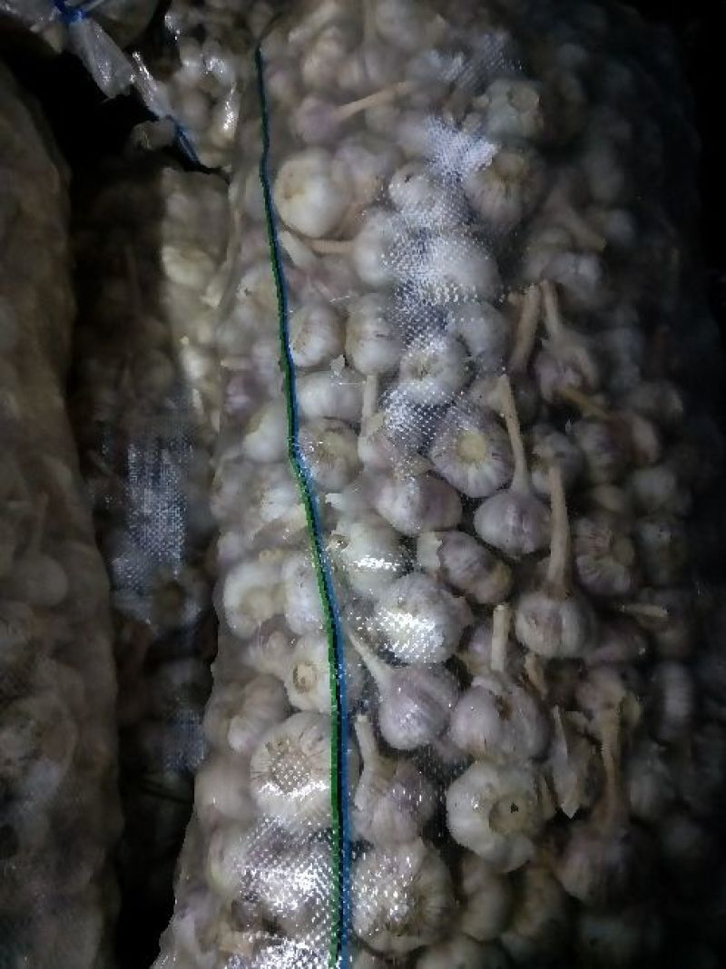 金乡紫皮大蒜大量有货产地供应可加工各种包装质量保证