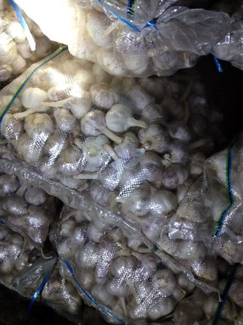 代收代存大蒜冷库出租，配资加工各种规格包装