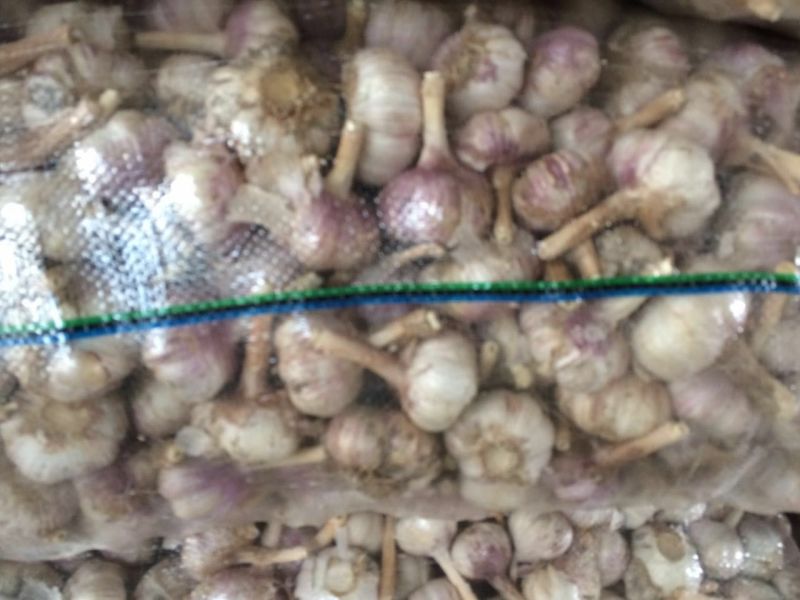 代收代存大蒜冷库出租，配资加工各种规格包装