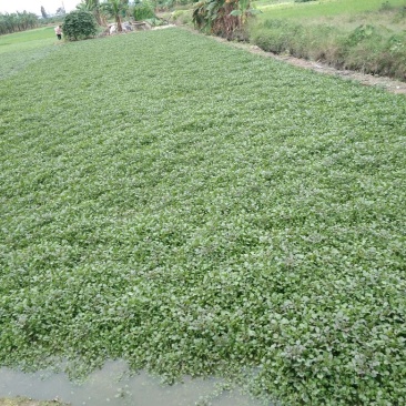 豆瓣菜无公害蔬菜