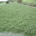 豆瓣菜无公害蔬菜