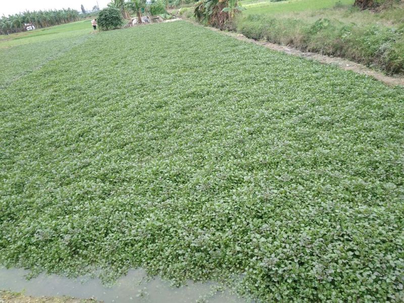 豆瓣菜无公害蔬菜