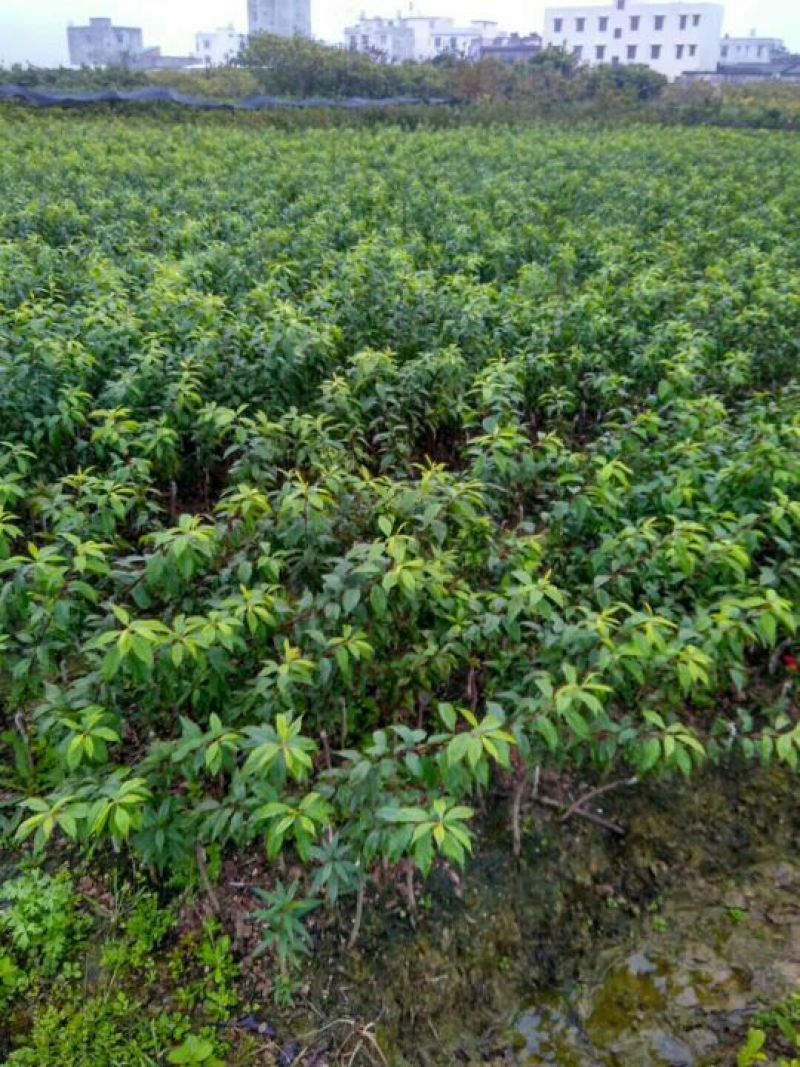 番石榴苗30cm以下