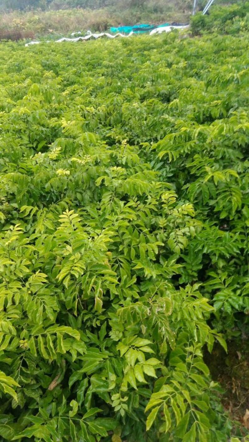 番石榴苗30cm以下