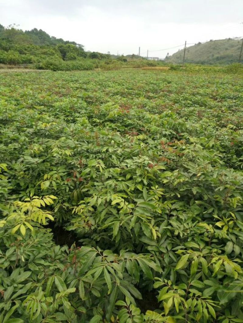 番石榴苗30cm以下