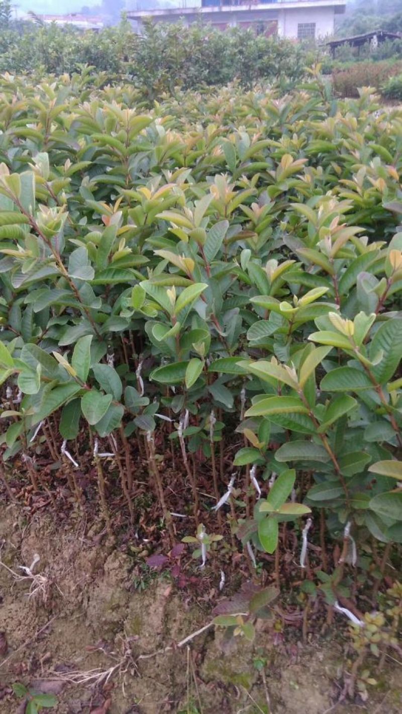 番石榴苗30cm以下