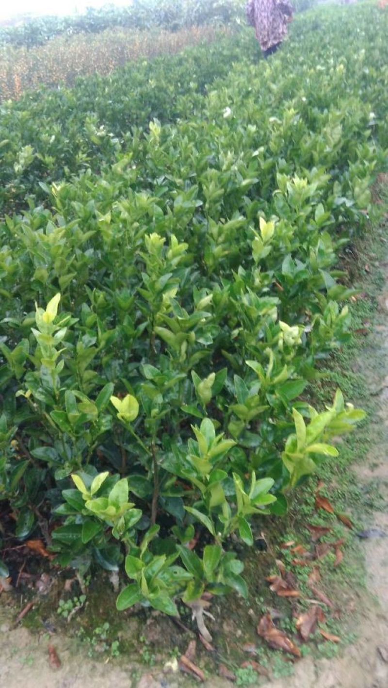 番石榴苗30cm以下