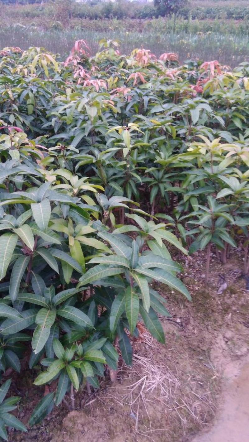 番石榴苗30cm以下