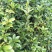桂花苗移植金桂8至12公分粗径低价处理三百多株