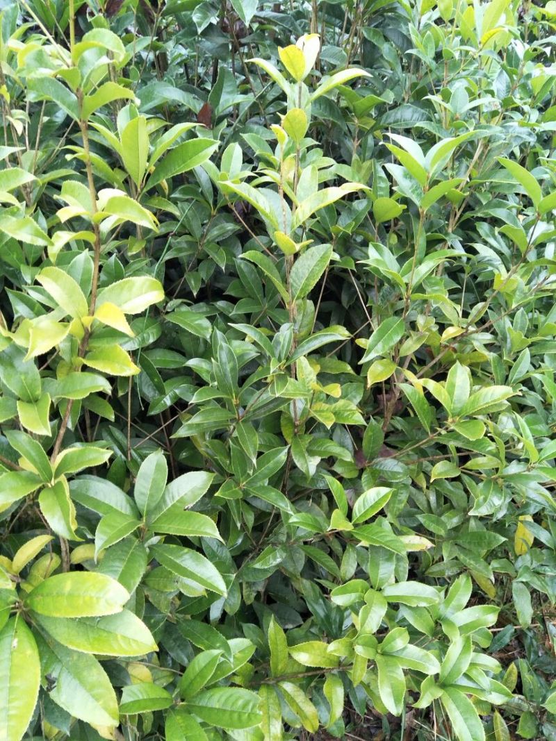 桂花苗移植金桂8至12公分粗径低价处理三百多株