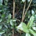桂花苗移植金桂8至12公分粗径低价处理三百多株