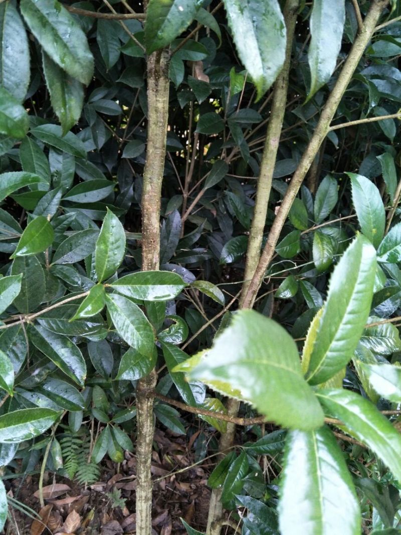 桂花苗移植金桂8至12公分粗径低价处理三百多株