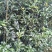 桂花苗移植金桂8至12公分粗径低价处理三百多株