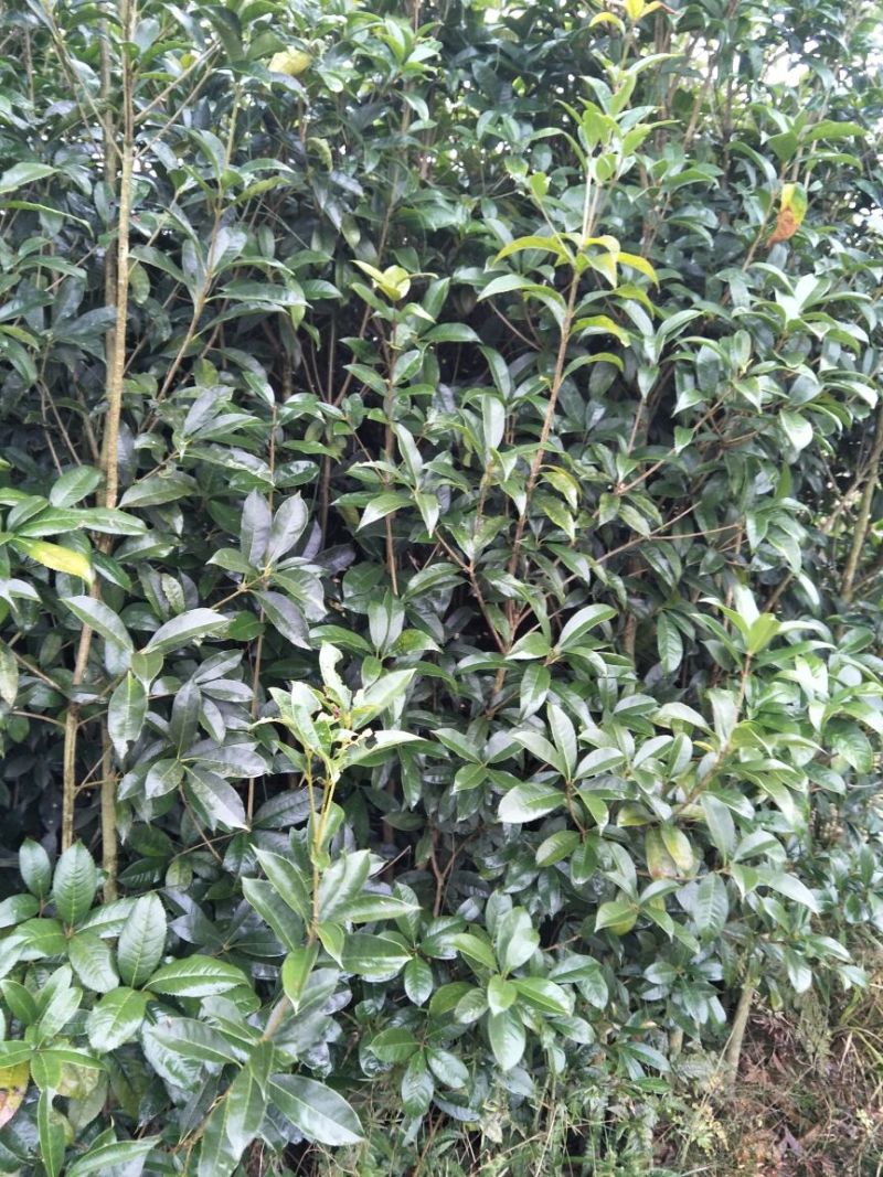 桂花苗移植金桂8至12公分粗径低价处理三百多株