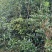 桂花苗移植金桂8至12公分粗径低价处理三百多株