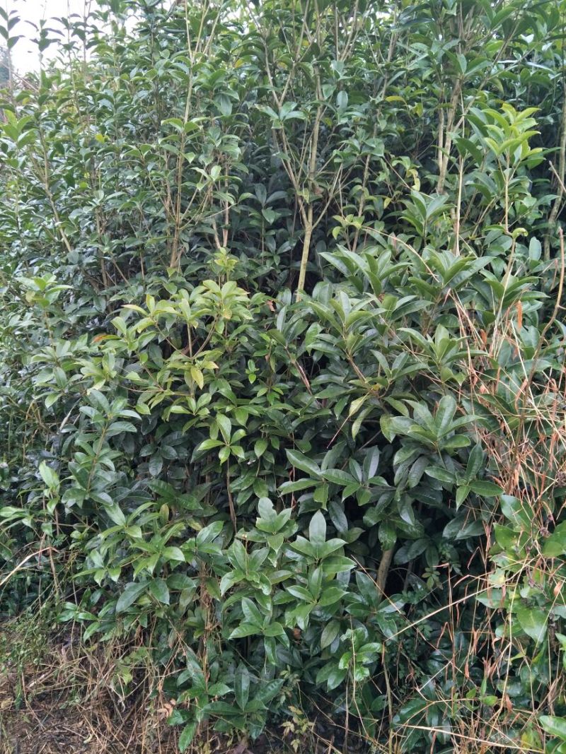 桂花苗移植金桂8至12公分粗径低价处理三百多株