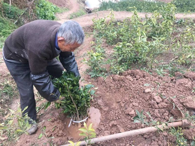柑桔苗50~80cm