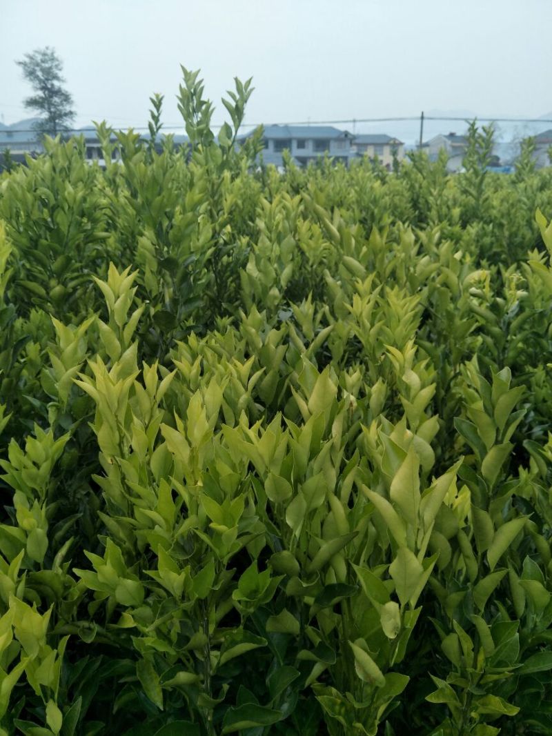 春见苗50~80cm丰产性强细嫰化渣