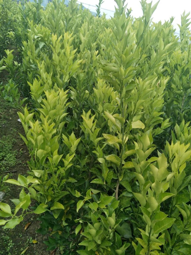 春见苗50~80cm丰产性强细嫰化渣