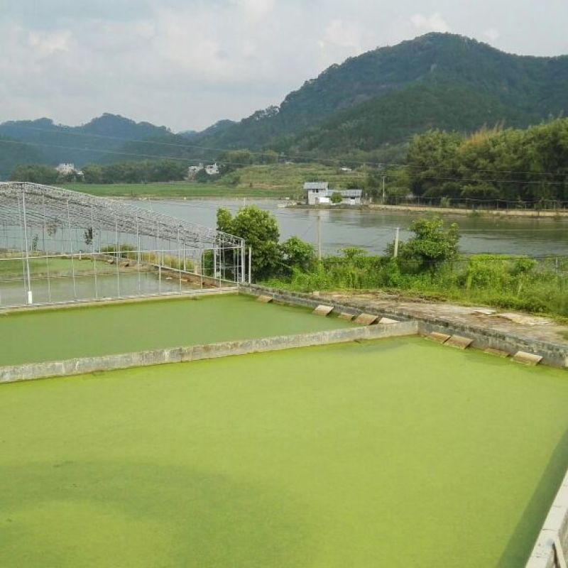 黄沙鳖长期供应无公害黄沙鳖