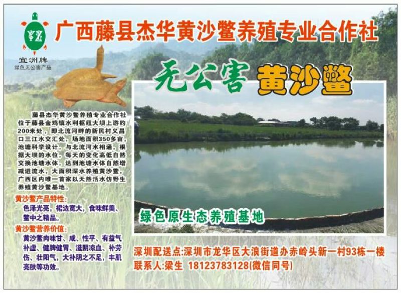 黄沙鳖长期供应无公害黄沙鳖