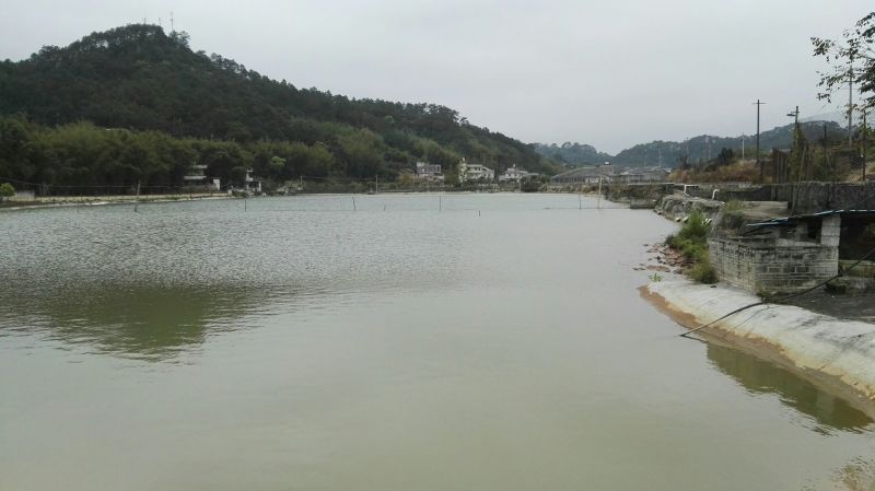 黄沙鳖长期供应无公害黄沙鳖
