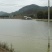 黄沙鳖长期供应无公害黄沙鳖