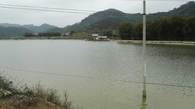 黄沙鳖长期供应无公害黄沙鳖