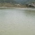 黄沙鳖长期供应无公害黄沙鳖