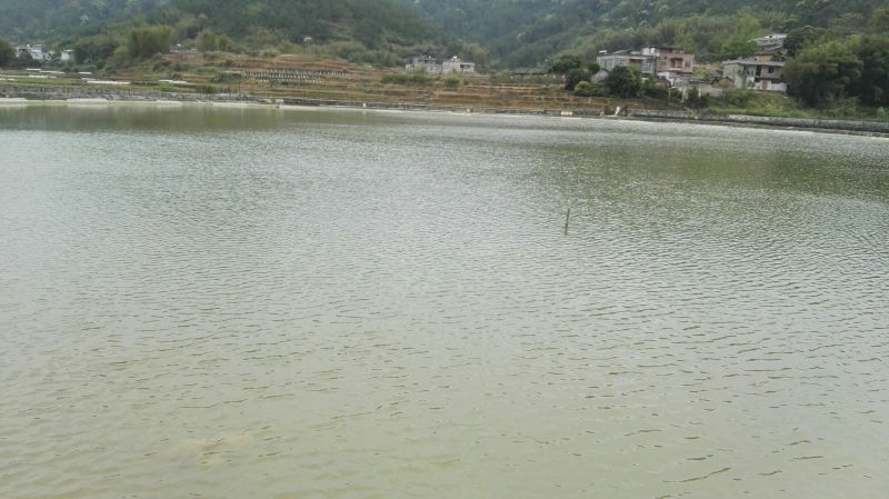 黄沙鳖长期供应无公害黄沙鳖