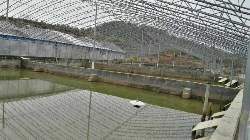 黄沙鳖长期供应无公害黄沙鳖