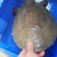 黄沙鳖长期供应无公害黄沙鳖