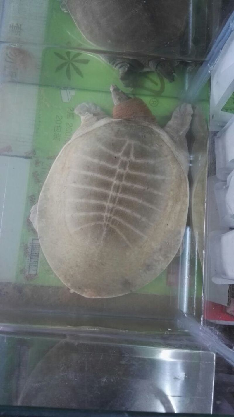 黄沙鳖长期供应无公害黄沙鳖