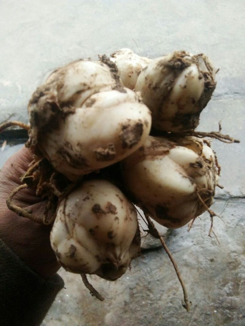 鲜百合大包药食两用