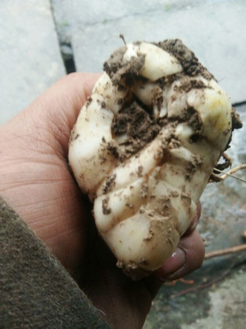 鲜百合大包药食两用